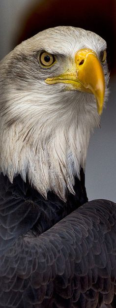 an eagle is standing with its head turned to the side and it's eyes open