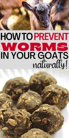 an image of how to prevent worms in your goats naturally