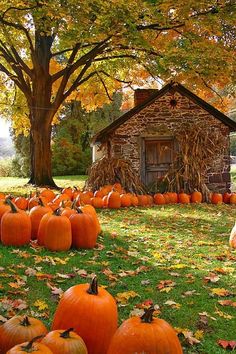 there are many pumpkins on the ground in front of a house with words above them