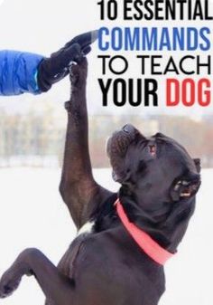 a dog that is standing up in the snow with its paw on another dog's head