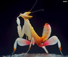 a close up of a grasshopper on a black background