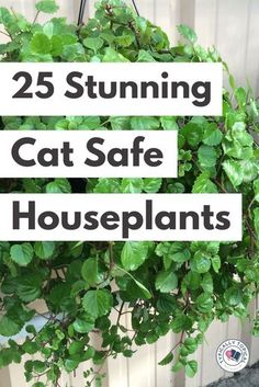 a hanging potted plant with the words 25 stunning cat safe houseplants on it