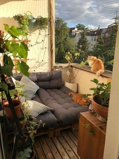 an orange cat sitting on top of a couch next to potted plants in front of a window