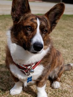 a brown and white dog sitting on top of a grass covered field