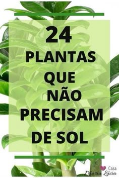 a green plant with the words 24 plantas que nao precioam de sol