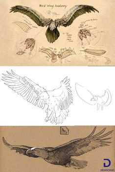 some drawings of birds and their wings