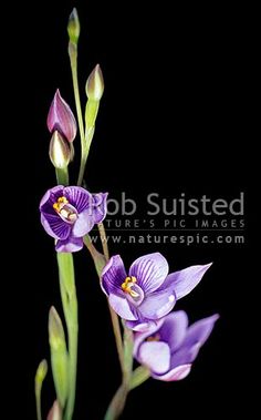 purple flowers with green stems against a black background, photographed in the darkroom by nature's pic images