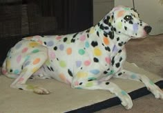 a dalmatian dog is laying on the floor