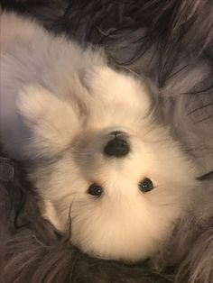 a small white dog laying on top of a fluffy blanket