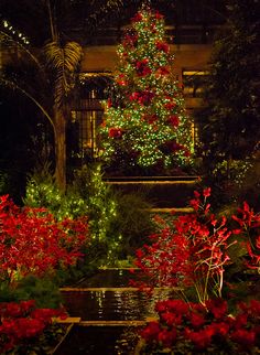 the christmas tree is lit up and surrounded by red flowers