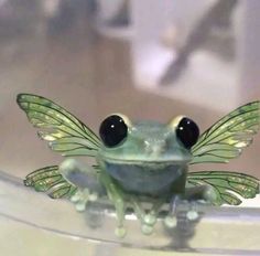 a close up of a frog with large black eyes and wings on it's head