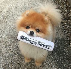 a small brown dog holding a white and black bone chew toy in it's mouth