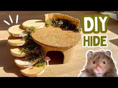 a hamster in front of a diy hide