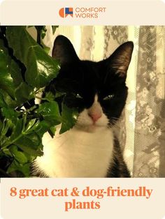 8 great pet-friendly plants Dog Friendly Plants, Plant Person, Comfort Words, Houseplants Indoor, Great Cat, Urban Jungle, Dog Friends, Indoor Plants, Pet Friendly