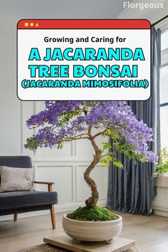 Jacaranda Tree Bonsai Jacaranda Mimosifolia, Garden Bonsai Tree, Bonsai Forest