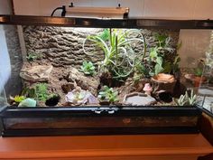 an aquarium with plants and rocks in it