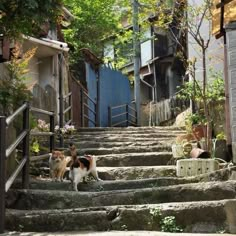 two dogs are walking up some steps