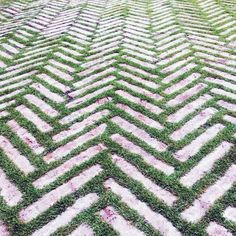 the grass is growing on top of an old brick road that has been made into a chevron pattern