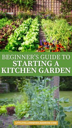 the beginner's guide to starting a kitchen garden