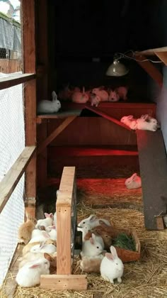 several rabbits in a barn with hay on the floor