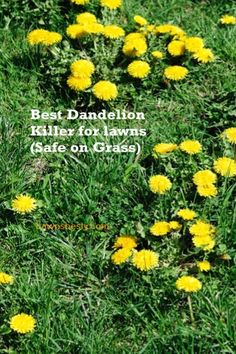 yellow dandelions in the grass with text that reads best dandelion killer for lawns bite on grass