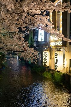 a river running through a city at night with cherry blossom trees in the foreground