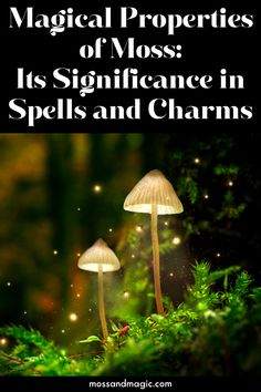 Magical Properties of Moss: Its Significance in Spells and Charms – Moss & Magic Spells And Rituals, Moss Plant, Healing Spells, Faeries Gardens, Nature Spirits, Ancient Forest, Mystical World, Wiccan Spells, Crystal Magic