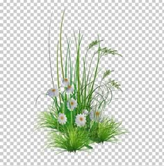 some white flowers and green grass on a transparent background png, clipartion