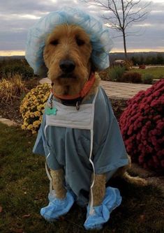 a dog wearing a blue dress and hat sitting on the grass in front of flowers