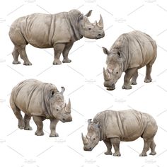 rhinoceros in different poses on a white background