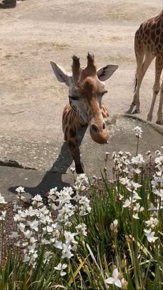 two giraffes standing next to each other near flowers