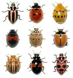 six different types of ladybugs in various colors and sizes on a white background