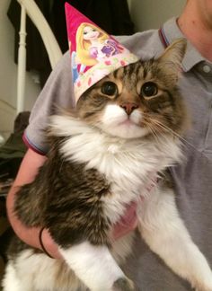 a cat wearing a birthday hat while being held by a man in a gray shirt