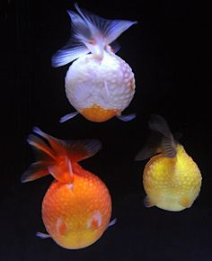 three goldfish swimming next to each other in an aquarium with oranges and white fish