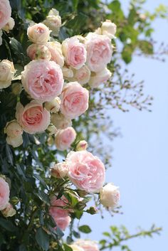 pink and white roses are blooming on a tree