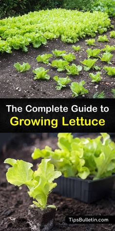 the complete guide to growing lettuce