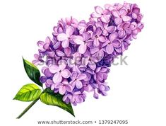 watercolor painting of purple lila flowers with green leaves on white background stock photo edit