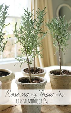 three potted plants on a table with the words rosemary topiaryes in them