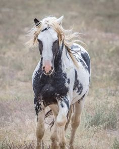 a black and white horse with blonde hair running through the grass in an open field