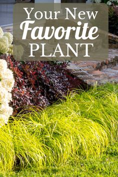 the words your new favorite plant are in front of some colorful flowers and plants with green grass