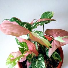 a potted plant with pink and green leaves