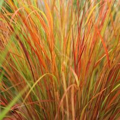 red and yellow grass with green leaves in the background