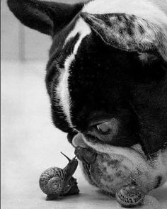 a black and white photo of a dog chewing on a toy snail with it's nose