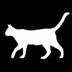 a white cat walking across a black background