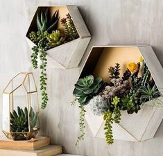 two hexagonal planters with succulents on them