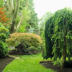 a lush green garden with trees and shrubs