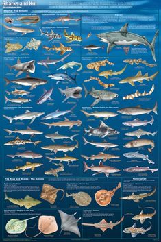 an image of sharks and fish in the ocean with captioning information about them