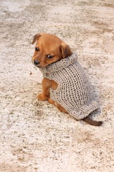 a small dog wearing a sweater sitting on the ground