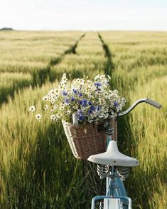 a bicycle with flowers in the basket is parked on a path through an open field