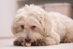 a small white dog laying on the floor